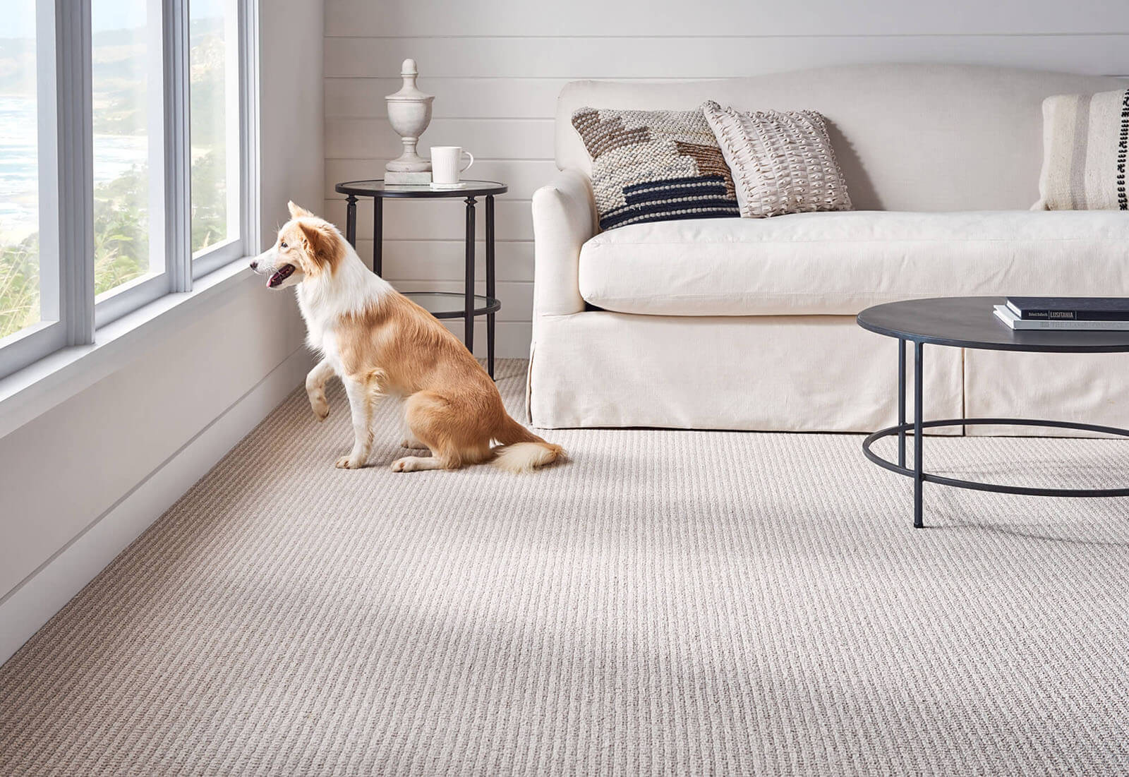 Dog sitting on carpet flooring | The L&L Company