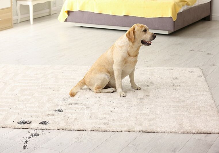 Dog with dirty paw prints all over area rug | The L&L Company